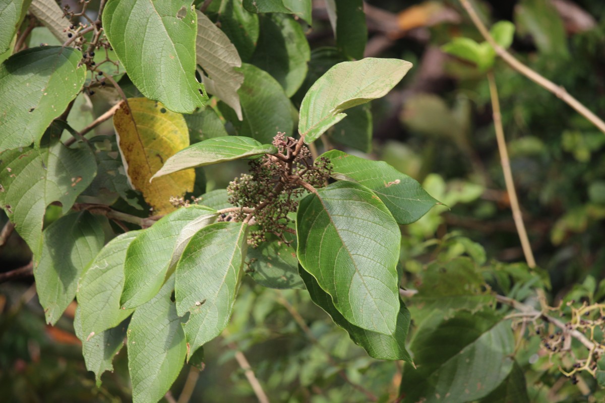 Callicarpa tomentosa (L.) L.